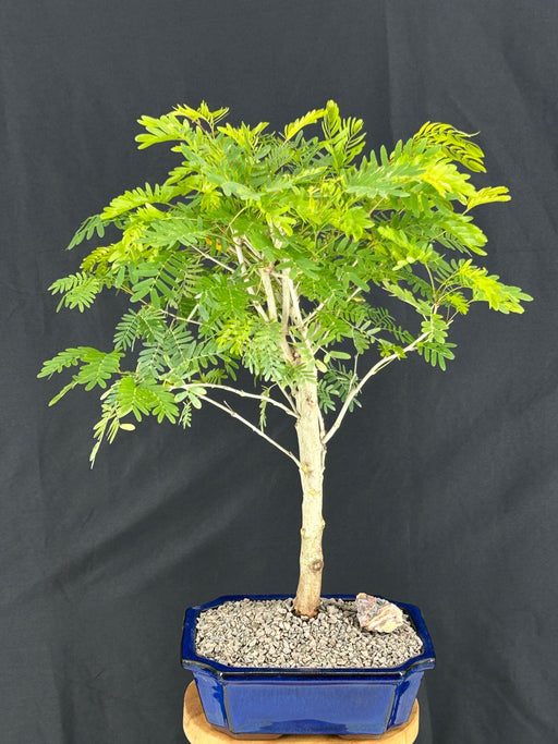 Flowering Pink / White Powder Puff Bonsai Tree-(Calliandra surinamensis?)