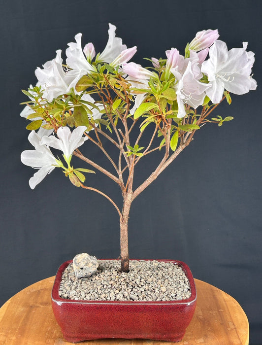 Flowering White G.G. Gerbing Azalea Bonsai Tree-(Rhododendron indica 'Mrs.G.G. Gerbing')