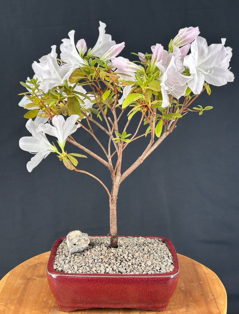 Flowering White G.G. Gerbing Azalea Bonsai Tree-(Rhododendron indica 'Mrs.G.G. Gerbing')