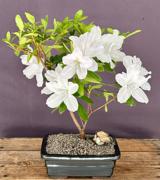 Flowering White G.G. Gerbing Azalea Bonsai Tree-(Rhododendron indica 'Mrs.G.G. Gerbing')