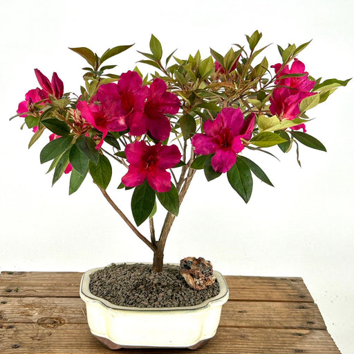 Flowering Tropical Red Formosa Azalea Bonsai Tree -(azalea indica 'formosa')