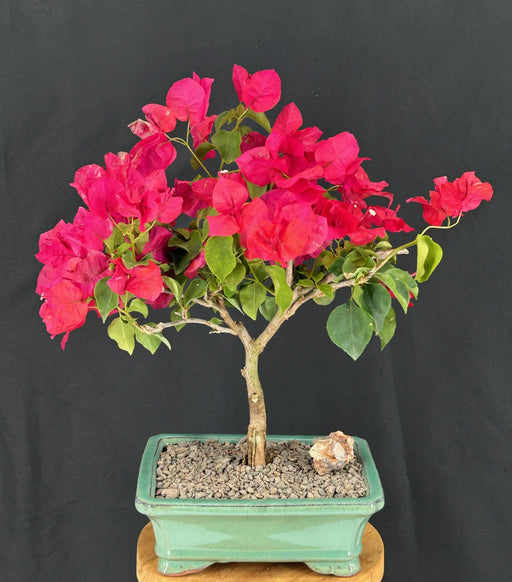 Flowering Bougainvillea Bonsai Tree - Medium -(Pink Pixie)