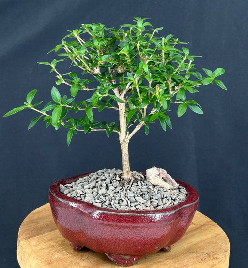 Chinese Flowering White Serissa - Small-(Serissa Japonica)