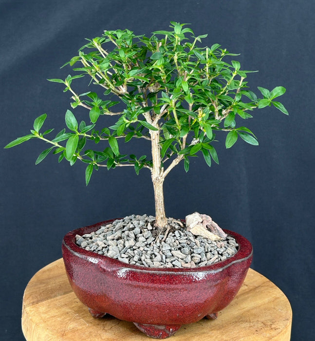 Chinese Flowering White Serissa - Small-(Serissa Japonica)