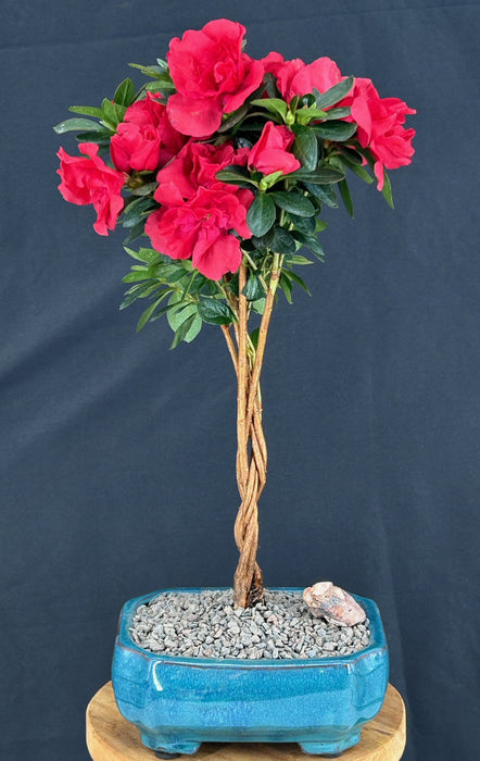 Braided Flowering Red Azalea Bonsai Tree-(Azalea 'Keepsake')