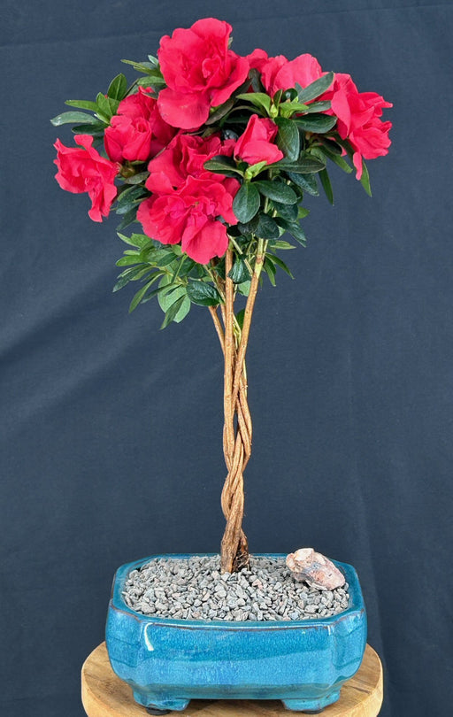 Braided Flowering Red Azalea Bonsai Tree-(Azalea 'Keepsake')