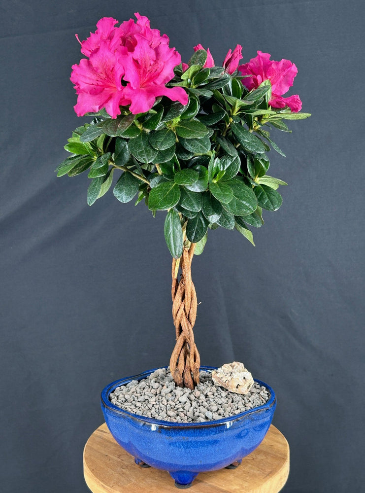 Braided Flowering Magenta Azalea Bonsai Tree-(Azalea 'Keepsake')