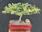 Flowering Variegated Premna Bonsai Tree-(premna obtusifolia sp)