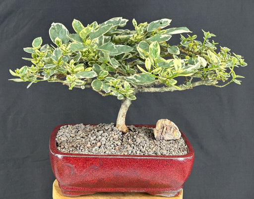 Flowering Variegated Premna Bonsai Tree-(premna obtusifolia sp)