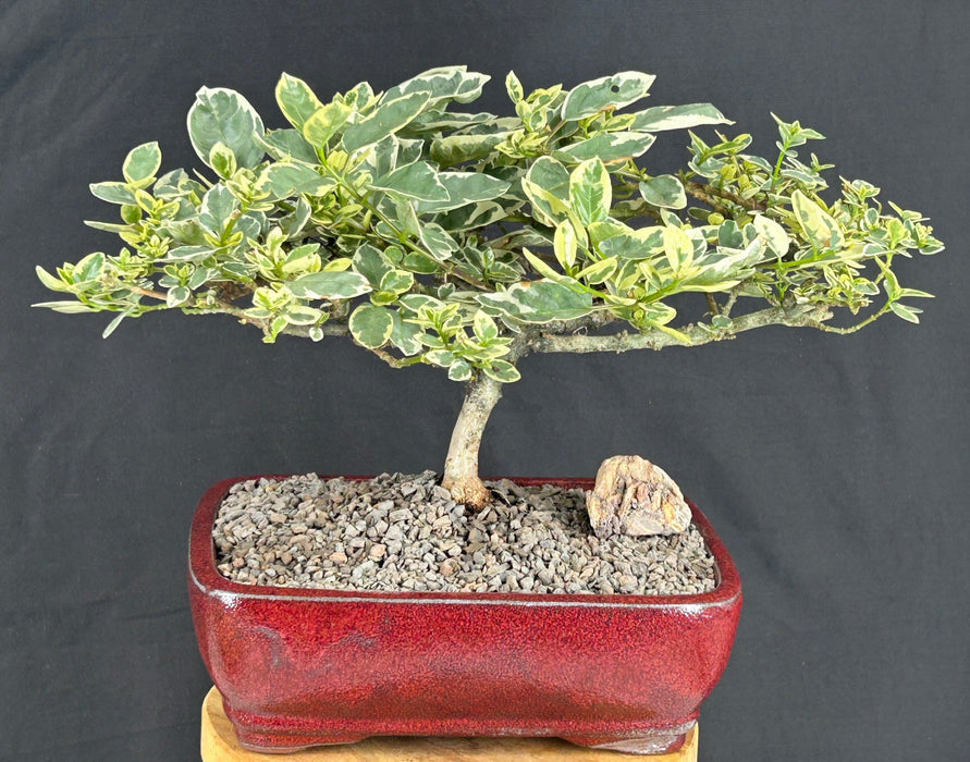 Flowering Variegated Premna Bonsai Tree-(premna obtusifolia sp)