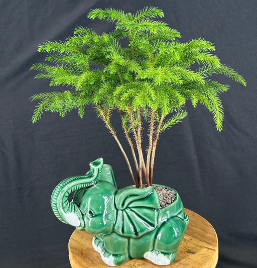 Norfolk Island Pine Bonsai Tree- Potted in Artisan Elephant Pot-(Araucaria Heterophila)
