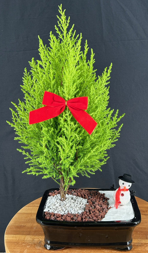 Lemon Cypress Bonsai Tree-Holiday Landscape Scene-(cupressus macrocarpa)