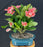 Flowering Crown of Thorns Bonsai Tree - Pink-(euphorbia milii)
