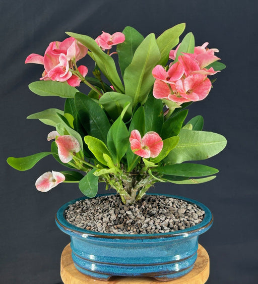 Flowering Crown of Thorns Bonsai Tree - Pink-(euphorbia milii)