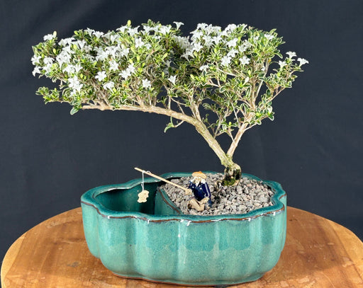 Cascading Flowering Mount Fuji Serissa Bonsai Tree-Land/Water Pot With Scalloped Edges-(serissa foetida)