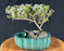 Cascading Flowering Mount Fuji Serissa Bonsai Tree-Land/Water Pot With Scalloped Edges-(serissa foetida)