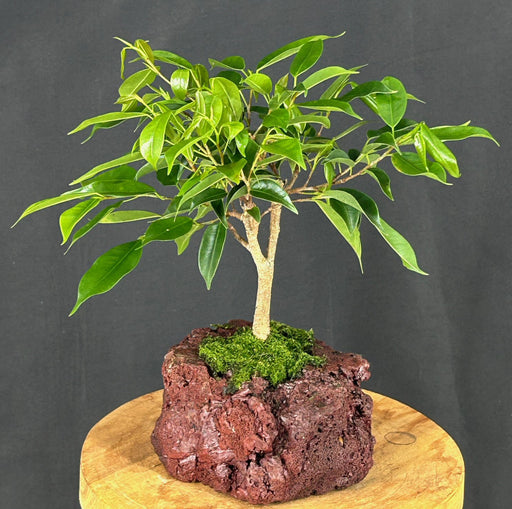 Oriental Ficus Bonsai In Lava Rock-(ficus benjamina 'orientalis')