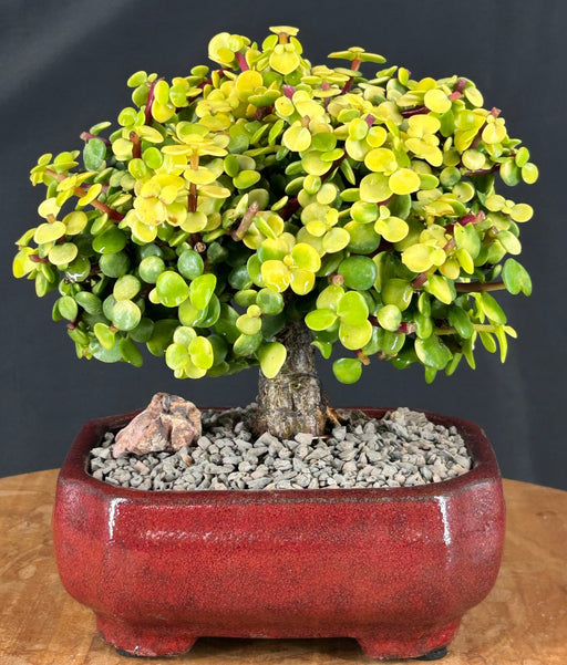 Golden Baby Jade Bonsai Tree-(Portulacaria afra 'Aurea' )