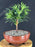 Flowering Podocarpus Bonsai Tree - Small - (podocarpus macrophyllus)