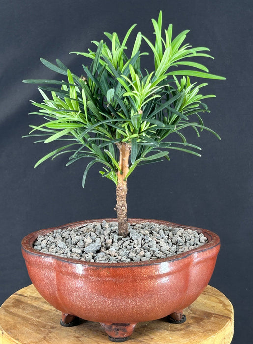 Flowering Podocarpus Bonsai Tree - Small - (podocarpus macrophyllus)