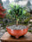 Flowering Podocarpus Bonsai Tree - Small - (podocarpus macrophyllus)