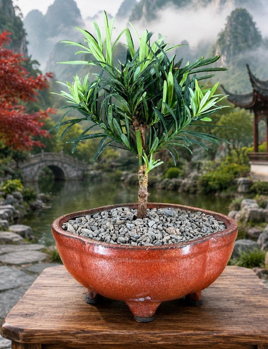 Flowering Podocarpus Bonsai Tree - Small - (podocarpus macrophyllus)