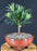 Flowering Podocarpus Bonsai Tree - Small - (podocarpus macrophyllus)