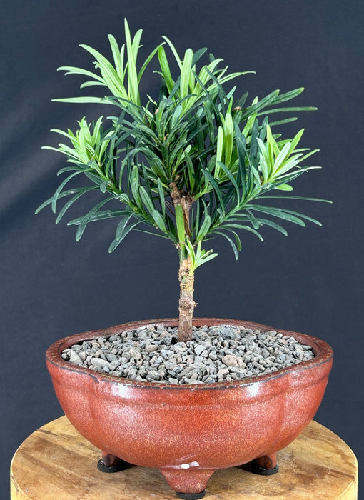 Flowering Podocarpus Bonsai Tree - Small - (podocarpus macrophyllus)