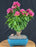 Flowering Bougainvillea Bonsai Tree - Aged - (Pink Pixie)