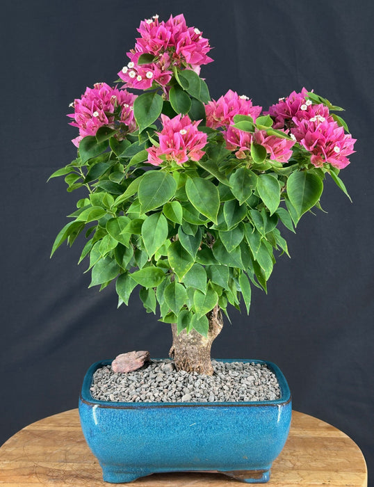 Flowering Bougainvillea Bonsai Tree - Aged - (Pink Pixie)