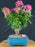 Flowering Bougainvillea Bonsai Tree - Aged - (Pink Pixie)