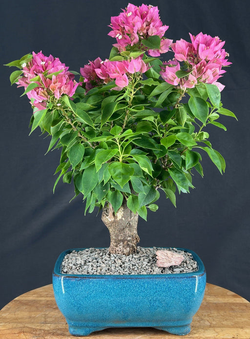 Flowering Bougainvillea Bonsai Tree - Aged - (Pink Pixie)