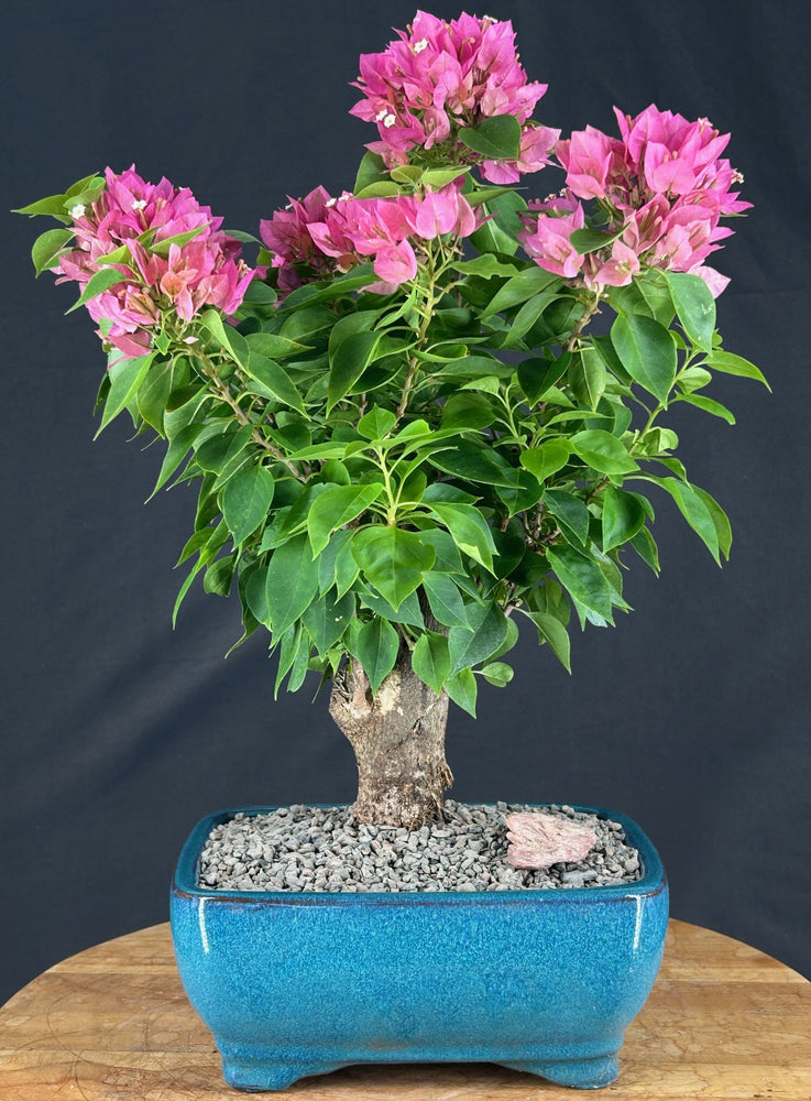 Flowering Bougainvillea Bonsai Tree - Aged - (Pink Pixie)