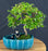 Flowering Jaboticaba Bonsai Tree - Land/Water Pot with Scalloped Edges - - (eugenia cauliflora)