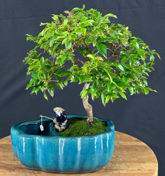 Flowering Jaboticaba Bonsai Tree - Land/Water Pot with Scalloped Edges - - (eugenia cauliflora)