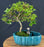 Flowering Jaboticaba Bonsai Tree - Land/Water Pot with Scalloped Edges - - (eugenia cauliflora)