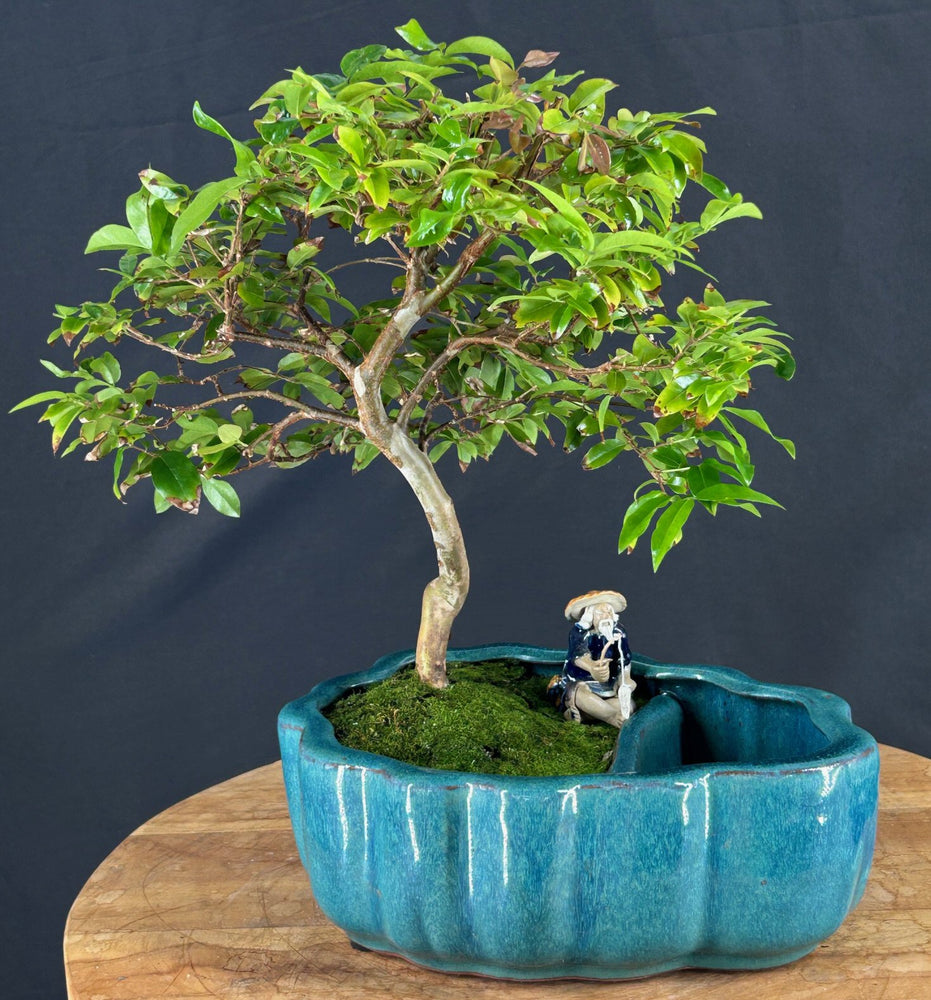 Flowering Jaboticaba Bonsai Tree - Land/Water Pot with Scalloped Edges - - (eugenia cauliflora)