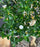 Outer-Variegated Red Stem Serissa Bonsai Tree - (Serissa foetida)