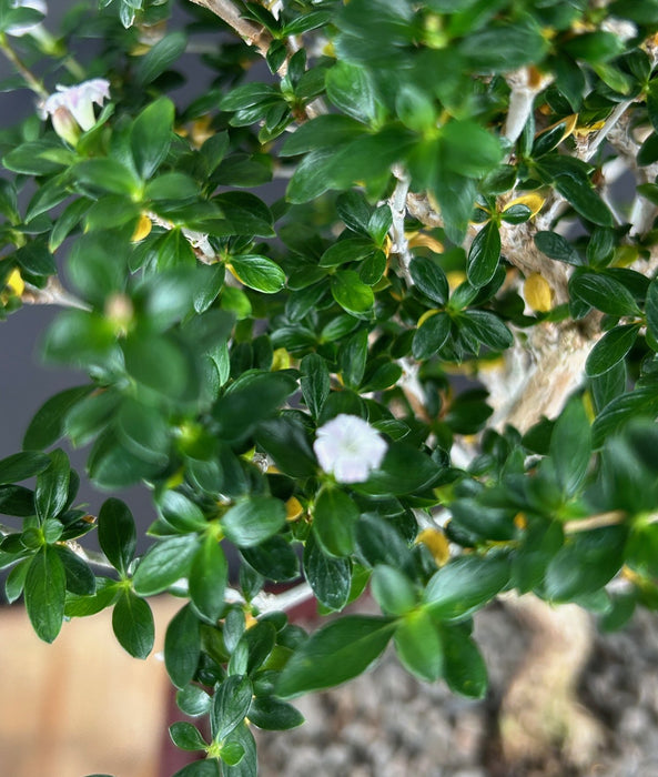 Outer-Variegated Red Stem Serissa Bonsai Tree - (Serissa foetida)