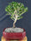 Outer-Variegated Red Stem Serissa Bonsai Tree - (Serissa foetida)