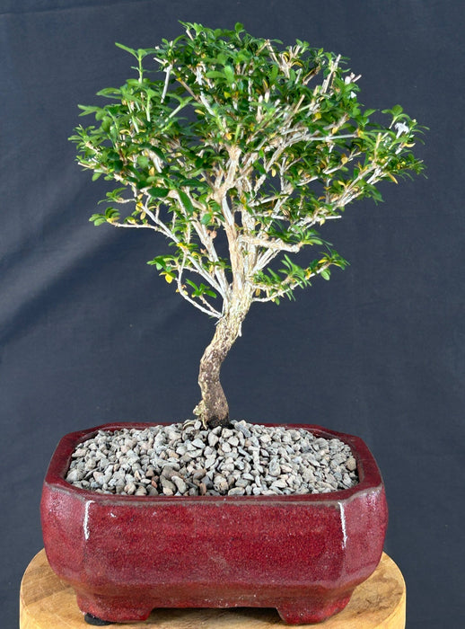 Outer-Variegated Red Stem Serissa Bonsai Tree - (Serissa foetida)
