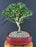 Outer-Variegated Red Stem Serissa Bonsai Tree - (Serissa foetida)