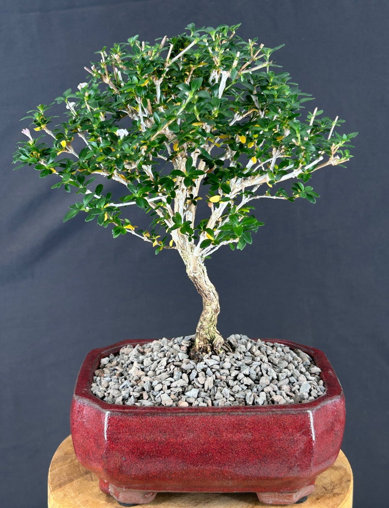 Outer-Variegated Red Stem Serissa Bonsai Tree - (Serissa foetida)