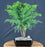 Norfolk Island Pine Bonsai Tree - Large - (Araucaria Heterophila)