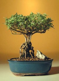 Flowering Mount Fuji Serissa Bonsai Tree - Medium- With Raised Roots -(serissa foetida)