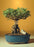 Flowering Mount Fuji Serissa Bonsai Tree - Medium- With Raised Roots -(serissa foetida)