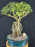 Flowering Mount Fuji Serissa Bonsai Tree - Large- With Raised Roots -(serissa foetida)