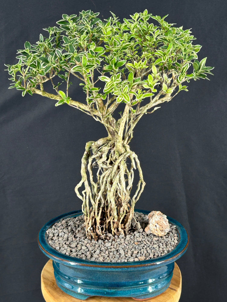 Flowering Mount Fuji Serissa Bonsai Tree - Large- With Raised Roots -(serissa foetida)