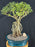Flowering Mount Fuji Serissa Bonsai Tree - Large- With Raised Roots -(serissa foetida)