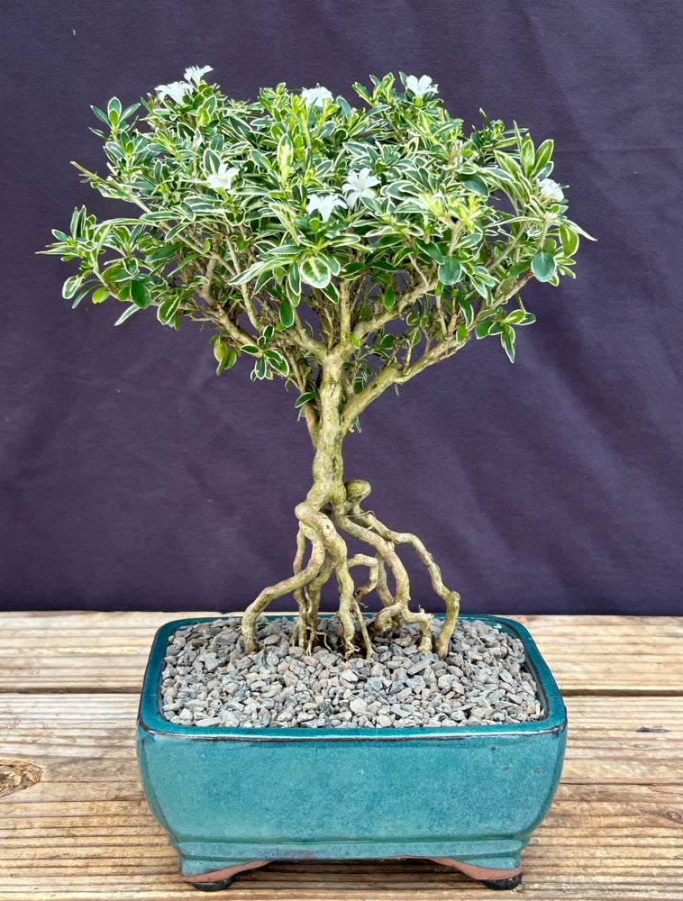 Flowering Mount Fuji Serissa Bonsai Tree- With Raised Roots -(serissa foetida)